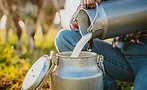 Farmer pouring raw milk into a container Farmer pouring raw milk into a container
