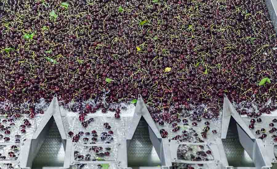 dark berries, such as elderberries, aronia berries, or blackcurrants, moving through an industrial sorting or washing water bath line