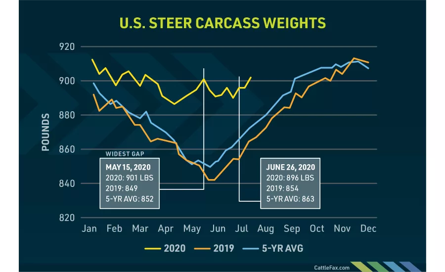 Steer carcasses are getting heavier: what does it mean for protein processors?