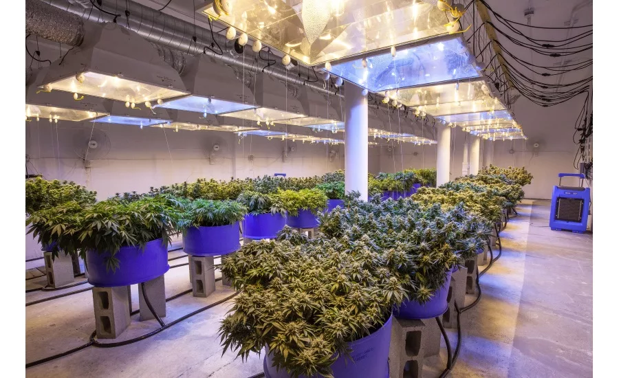 Douglas Machines Corp. cannabis edibles and beverages processing