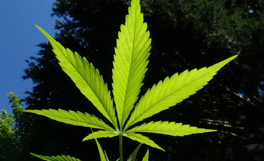 Cannabis edibles and beverages packaging for maximum consumer safety