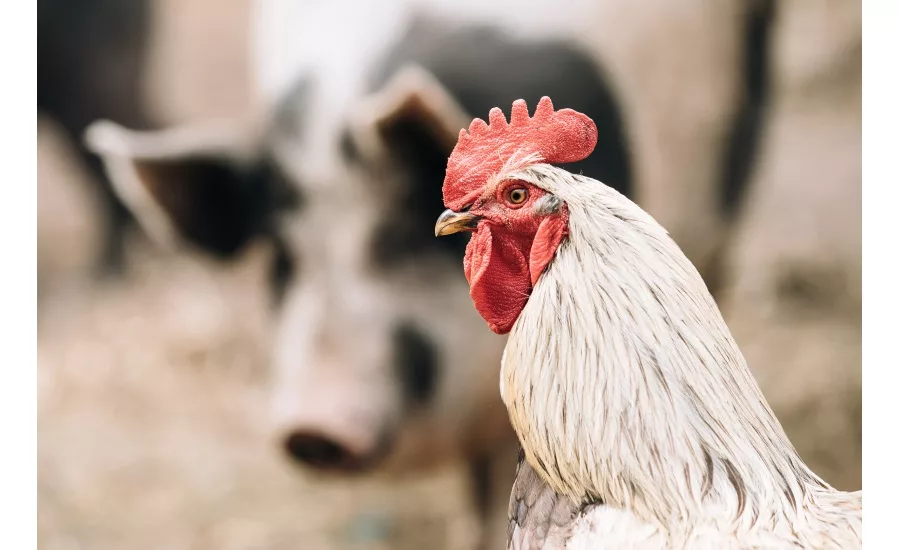 Thermo Fisher Scientific Fast Salmonella Testing