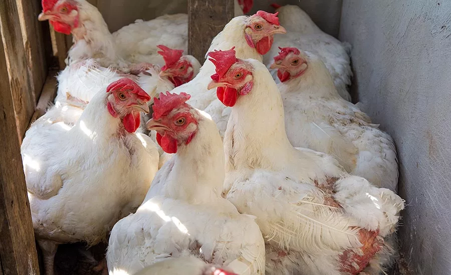 turkey generic image