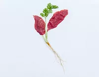 Aleph Farms Clean Meat