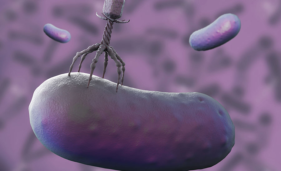 Bacteriophages targeting bacteria