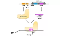 Illustration of the CRISPR-Cas9 system containing Cas9 protein and guide RNA