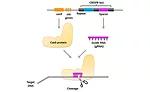 Illustration of the CRISPR-Cas9 system containing Cas9 protein and guide RNA