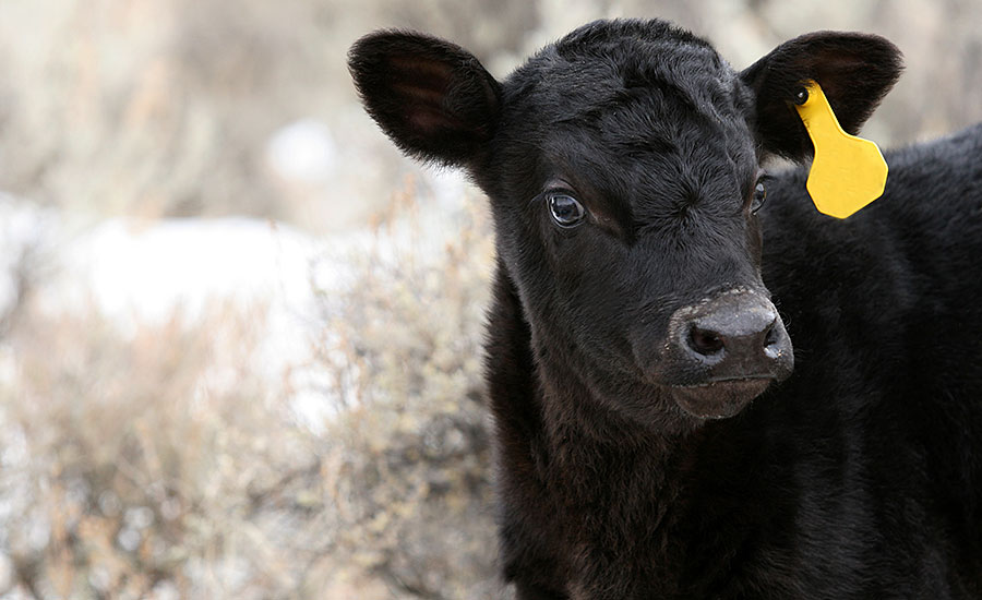 Black Calf with Yellow Ear Tag