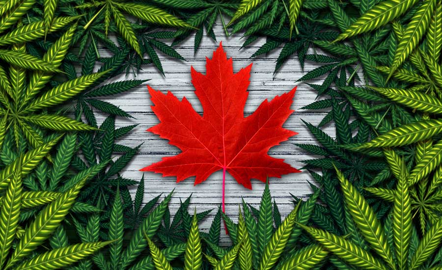 Canadian Maple Leaf and Pot Leaves