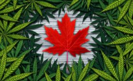 Canadian Maple Leaf and Pot Leaves