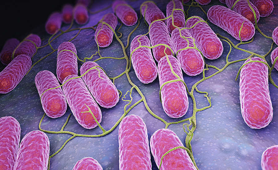 microscopic view of pathogens
