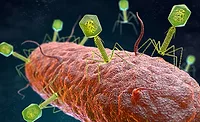 closeup of a germ closeup of a germ