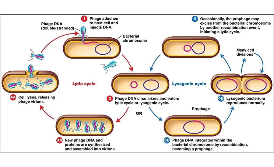 Lytic and Lysogenic Cycles of Bacteriophage