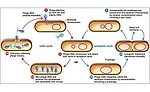 Lytic and Lysogenic Cycles of Bacteriophage