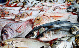 Farmed Versus Caught Fish: Aquaculture Advisory Council Says Consumers Should Know the Risks