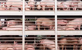 EFSA Assesses Risk of Bacteria Spread During Animal Transport