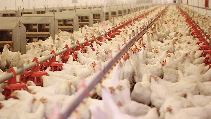 Chicken farming Chicken farming