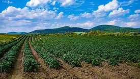 Maine potato farm