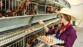 woman tending chicken flock with eggs