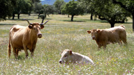 cows on farm in spain