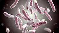e coli e coli