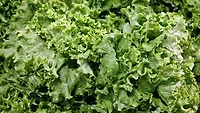 lettuce lettuce