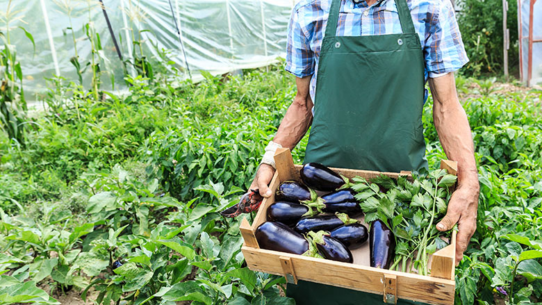 person holding crate of eggplants in a greenhouse