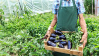 person holding crate of eggplants in a greenhouse