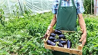 crate of eggplants person holding crate of eggplants in a greenhouse