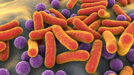 rod shaped bacteria