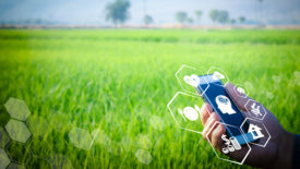 person holding futuristic phone in an agricultural field