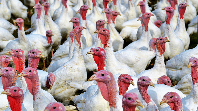 First Pre-Harvest Study of Salmonella in Turkeys for Ground Meat | Food  Safety