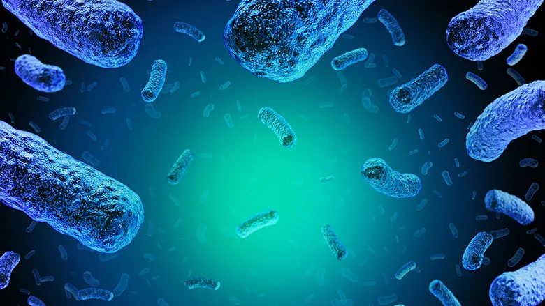 listeria monocytogenes