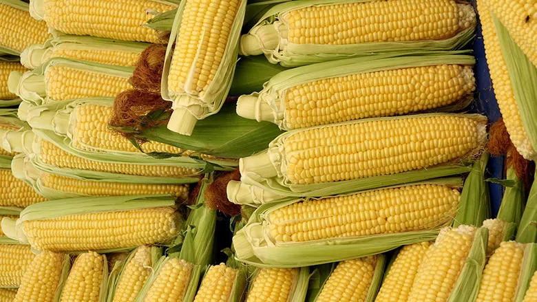 corn