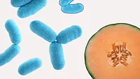 rod shaped bacteria and cantaloupe rod shaped bacteria and cantaloupe