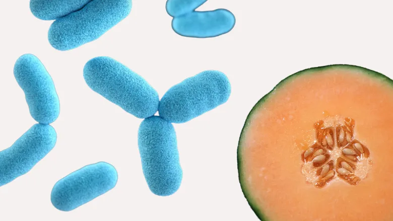 rod shaped bacteria and cantaloupe