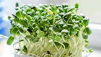 microgreens sprouts microgreens sprouts