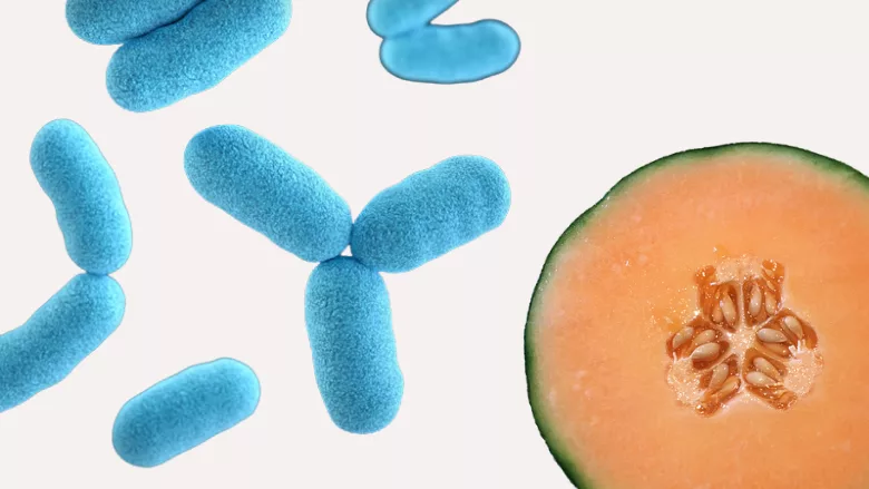 rod shaped bacteria and cantaloupe
