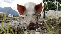 pig