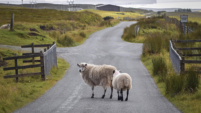 sheep on road