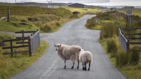 sheep on road in europe