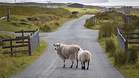 sheep on road in europe