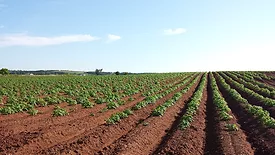 crops in soil
