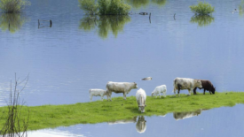 flooded farm with cows