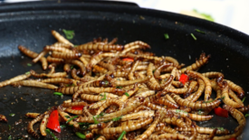 mealworms in pan