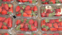 packaged strawberries