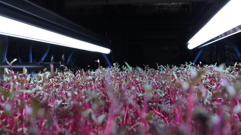 microgreens indoor farming