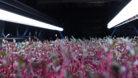 microgreens indoor farming