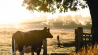 cow on farm scenic