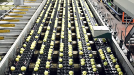 apples on conveyor belt
